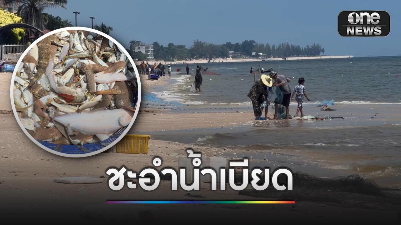 ชะอำ “น้ำเบียด” ปลาเกยหาดอื้อ ชาวบ้านแห่จับคึกคัก