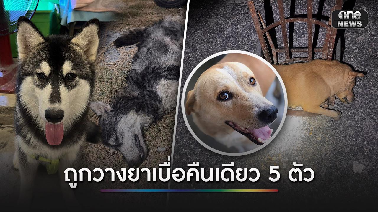 สะเทือนใจคนรักสัตว์ สุนัขถูกวางยาเบื่อ คืนเดียวตาย 5 ตัว คาด คนก่อเหตุวางยาไปทั่ว
