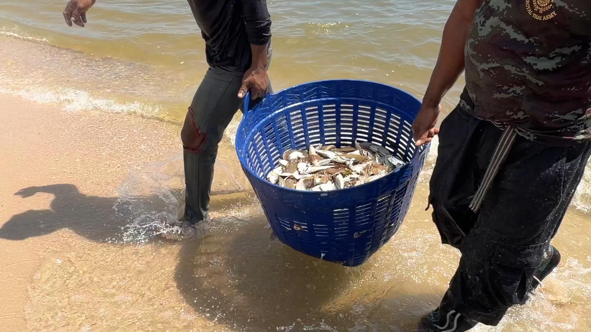 “น้ำเบียด” ชะอำ ปลาทะเลเกยหาดยาว 1.5 กม. ชาวบ้านนับร้อยแห่จับ